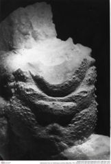 Historisches Foto von Gastrosacus eminens (Blaschke, 1911) (NHMW-AFW-GEO-BACHMAYER-FOTO-1990-0041-3374)